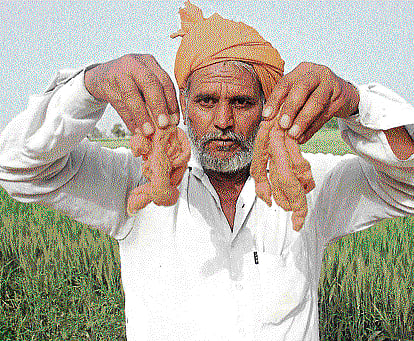 breeding HOPE (Above) Farmer Nagappa Nimbegondi proudly shows off a traditional cotton variety grown in his field. (Top right) A traditional variety of the Punjab Cotton is used to weave Khadi and is being cultivated for hundreds of years. A farmer in Haveri district has now begun growing this variety in Karnataka. (Far right) The tree cotton variety, which has naturally pink coloured strains, is found to grow in Karnataka along with the the Jowar Tapi (Photos by the author)
