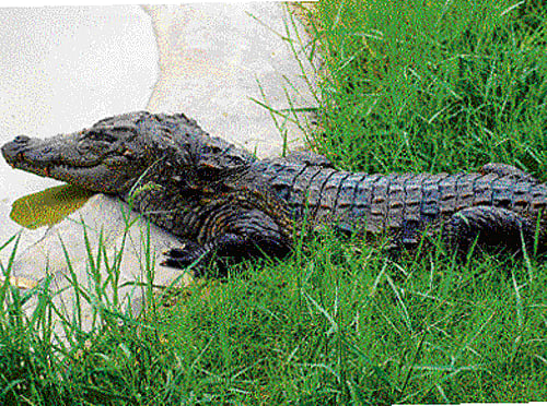 Monster croc in Aus island traps tourist for two weeks