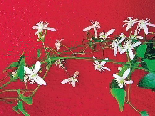 right choice Clematis and the Spathyphilum (below) are ideal to grow in Bangalore weather. (Photos by author)