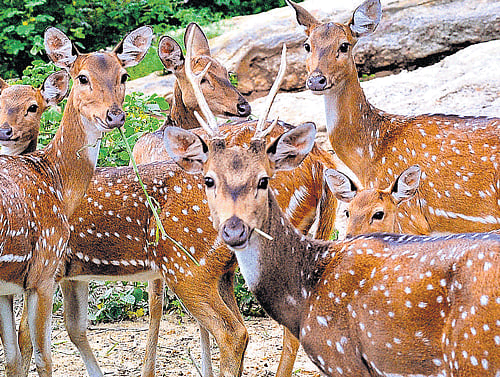 The herbivore safari, which houses 175 animals, will remain closed to visitors for at least a couple of weeks. DH Photo