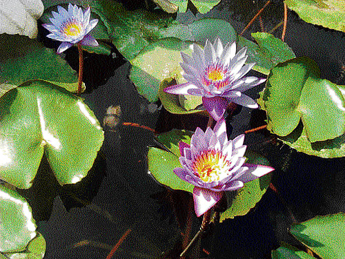 expensive affair The Water Lily , though costly, adds to the ambience of your garden. The Water Hyacinth  is a good  alternative though.  (Photo by author)