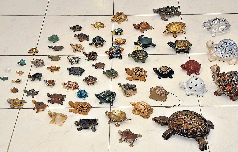varied: The collection of turtles. DH Photos by Janardhan BK