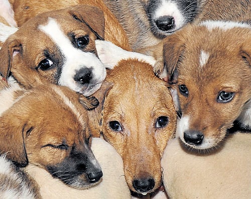 The rescued stray dogs are provided shelter at a veterinary  college on Bellary Road. DH Photo