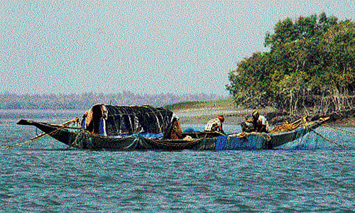 endangered Scientists say aquaculture has gobbled up more than 550 sq km area on the Sunderbans in the last 30 years. (dh file photo)