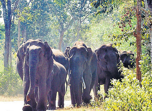 A herd of wild jumbos move towards Nagarahole National Park after camping near Nagapura Tribal Rehabilitation Centre, Hunsur taluk, on Thursday. dh photo