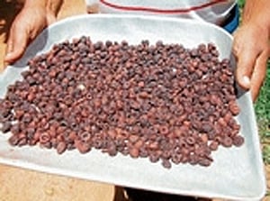 Congress leaders in the district are at a loss for words to defend the stand taken by the Union government on areca nut in the Supreme Court.  DH File Photo.