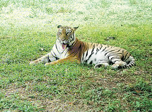 Increased interest in wildlife has seen a rush of volunteers  to count big cats.