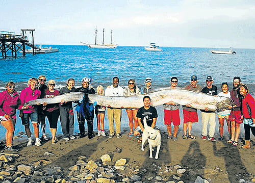 Big day: The crew of sailing school vessel Tole Mour and Catalina Island Marine Institute instructors hold an 18-foot-long oarfish that was found in the waters of Toyon Bay on Santa Catalina Island, California . Reuters