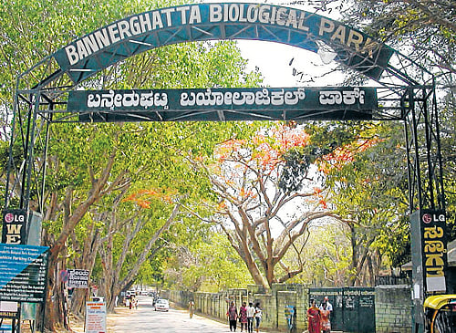 ill-equipped: The Bannerghatta National Park has lost 81 animals to various causes and  diseases this year alone. dh photo