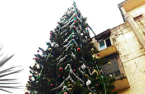 The 56-feet pine tree