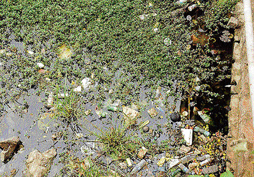 Sewage and other trash mixes with water in the Lalbagh lake, threatening its very existence. DH Photo