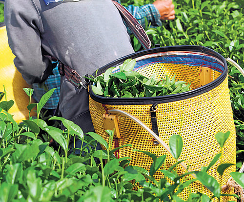 Government and private sector policies have concentrated on investment and profit rather than employment generation. Investment is concentrated only in the organised sector employing only 7-8 per cent of the workforce. A majority of the unorganised workforce is forced to migrate to agriculture. DHNS