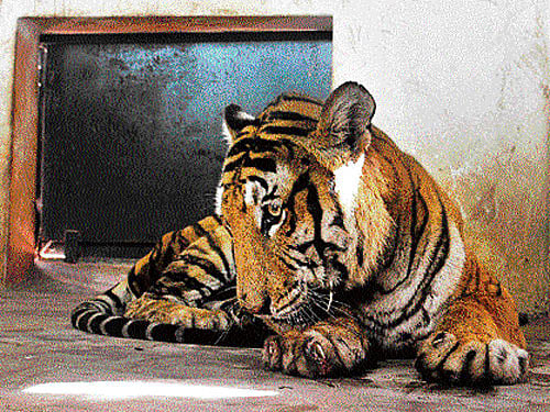 The man-eater tiger. DH PHOTO