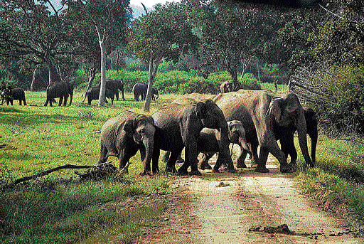 As many as 77 pachyderms died since 2007 after being hit by speeding trains.