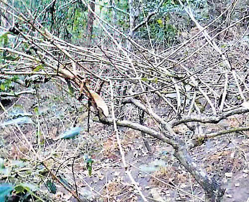 The leaves of coffee plants have started withering. DH Photo