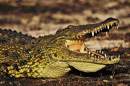 The constant war of crocodiles with humans has taken a toll on the numbers of the former.