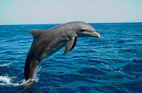 Intelligence is not an attribute bestowed on the humans alone. Animals too have a mind of their own and use it to find food and protect themselves, writes Atula Gupta