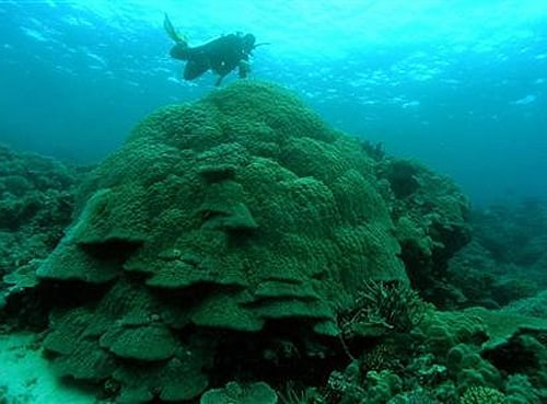 Australia's iconic Great Barrier Reef may be irreversibly damaged by climate change in just 16 years unless immediate action is taken, scientists have warned. Reuters File Photo