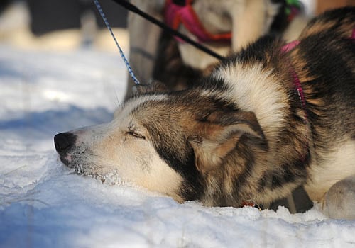Puptial knot! A 47-year-old divorced woman in the UK has 'married' her pet dog because the canine had all the qualities she needed in a life partner. Reuters File Photo. For Representation Only.