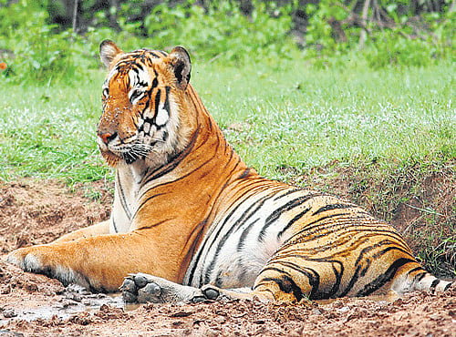 Denizens of nature Tread down the nature's path in these wildlife sanctuaries and spend your holiday with wild beauties, Ramu M, DH Photo