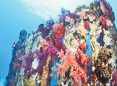 A container that sunk into the ocean is nowhome to colourful corals, sponges and crabs, DH Photo