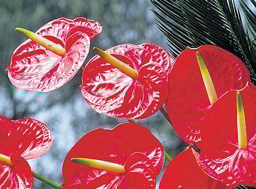 Bring home some pretty blossoms and welcome clean air, DH photo