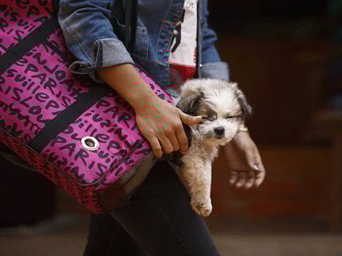 Nearly half of Britain's dogs and cats are now regarded by vets as obese, a new report has revealed, Reuters photo