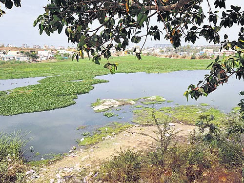The Subramanyapura lake facing gradual encroachment. DH Photo