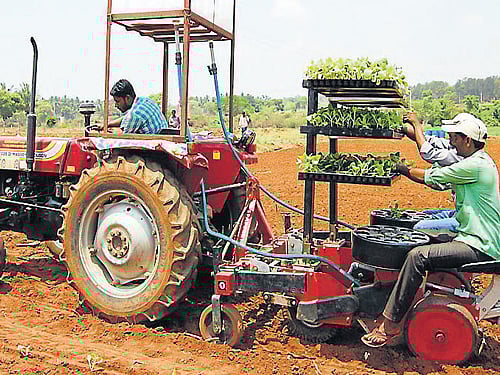 Indian Tobacco Company personnel demonstrate transplantation of tobacco saplings at Emmekoppalu, in Hunsur taluk, recently. DH Photo