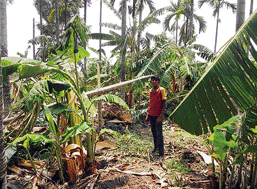 A banana plantation was damaged at Basavanahalli in Tarikere in Chikmagalur district following gusty wind coupled with heavy rain on Sunday night. DH photo