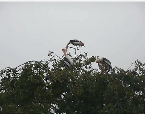 Screen Grab of Kaikondrahalli lake
