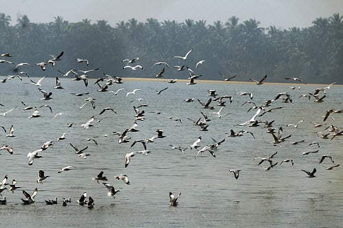 Dinosaurs are alive and here! Although most dinosaurs went extinct 65 million years ago, one dinosaur lineage survived and lives on today as a major evolutionary success story - the birds, according to a new Oxford study. DH photo