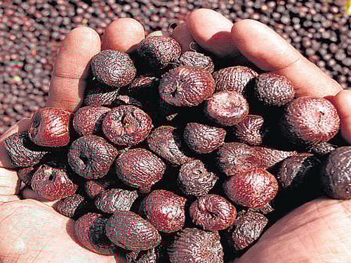 <div class="paragraphs"><p>Arecanut growers of Shivamogga have accused BJP government at the Centre of neglecting arecanut.</p></div>