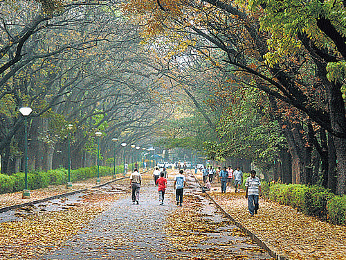 The Cubbon Park walkers say that allowing the TCS 10K run inside the park is against the norms. DH file Photo