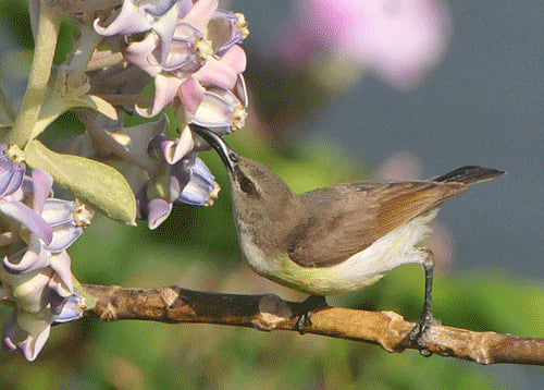 Researchers have developed a new smartphone app that allows users to identify up to 500 bird species through uploaded photos. DH File Photo. For Representation Only.