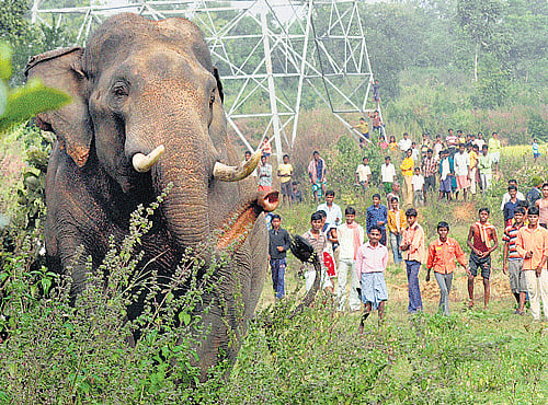 Keeping wild elephants in captivity will cost the government crores of rupees. DH file photo