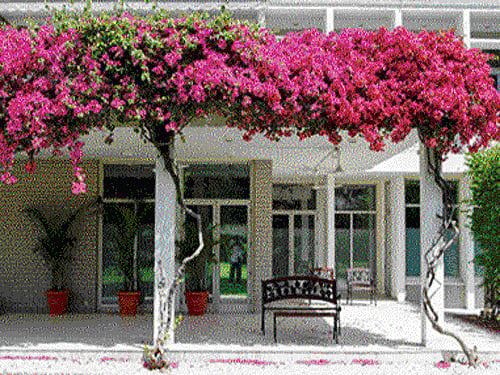 With magnificent buildings in the backdrop, water fountains adorn the gardens of some. In others there are symbolic references to the dominant religion of the land. DHNS