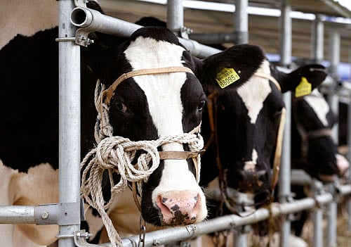 On a 26-acre farm a couple of hours' drive inland from Mumbai, hundreds of black-and-white Holstein-Friesian cows laze around, dining on seasonal greens and listening to a custom playlist of rap, pop, classical and even devotional music.  Reuters File Photo. For Representation Only.