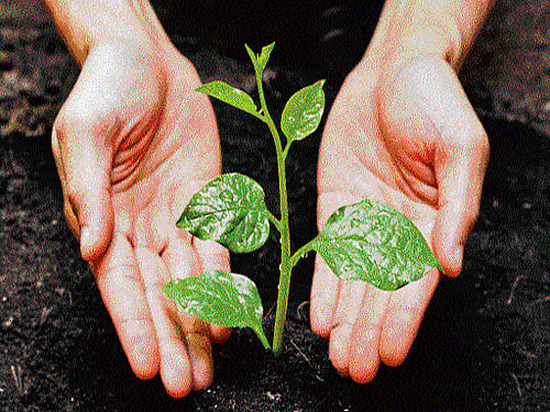 Plants give us life, but how do they have sex has long been a mystery. Now, biologists from the University of Leicester have undressed the genetic hierarchy in plant sperm cell formation.