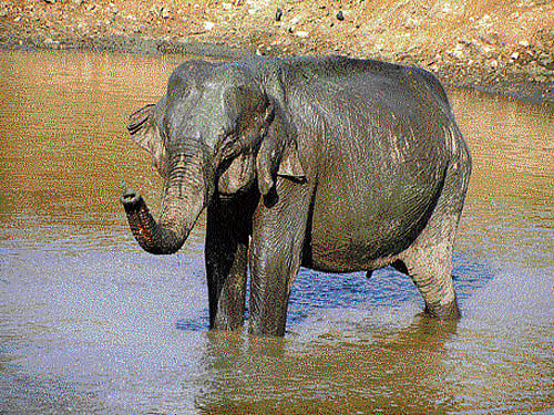 Elephants are long range animals and move long distances, while other animals are more territorial and the forest department has put in place several measures to prevent elephants from straying into villages.  DH photo
