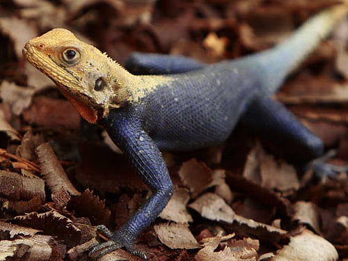 A Mumbai scientist has earned a rare distinction of getting a new species of gecko - discovered last year from the Western Ghats in Maharashtra - named after him. Reuters file photo. For representation purpose
