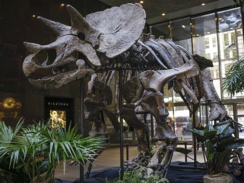 Triceratops are passe. Here comes a new horned dinosaur and its cranial ornamentation is even more flowery than the three-horned dinosaur the world had earlier come to know, reveals a new study. Reuters file photo