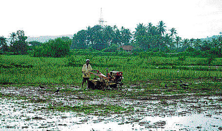 TAKING CHANCE? Farmers have begun cultivating their lands despite deficit rains in Dakshina Kannada this year. DH Photo