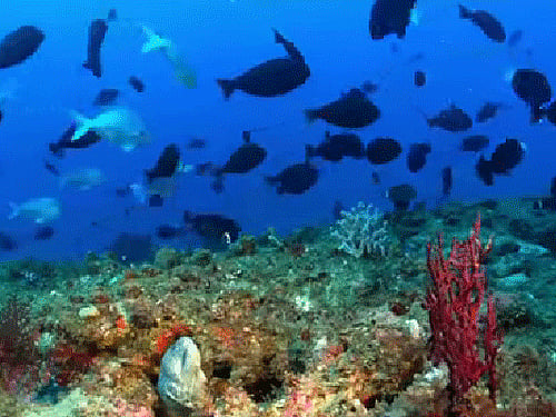 One of Earth's oldest reefs now located on dry land in Namibia was built almost 550 million years ago by the first animals to have hard shells, researchers have found / Screen Grab