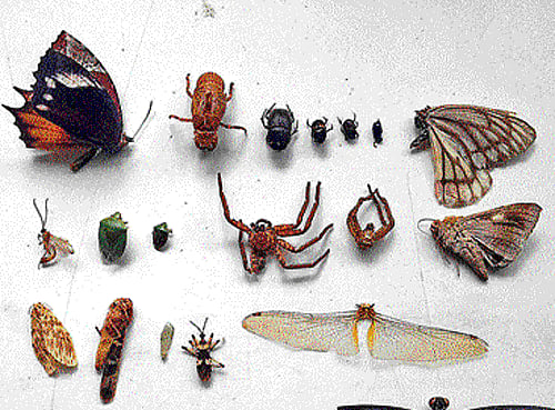 Foraging for lean-season diet such as ants, slugs and bugs may have spurred the development of bigger brains and higher-level cognitive functions in early humans and other primates, a new study suggests. DH file photo