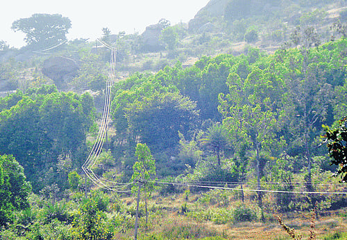 India lost almost 2,000 sq km of moderately dense forests in the last two years, out of which nearly 80 per cent vanished in eastern and north-eastern states, triggering concern in the environment ministry. DH file photo. For representation purpose