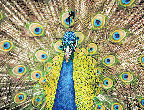 When a peacock struts his stuff, our attention immediately turns to his elaborate plumage with its colourful eyespots. Why and how these dazzling eyes evolved has been a mystery until now. DH metrolife