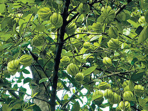 BOUNTYCultivation of the Gambogia fruit is very economical for the families of the Western Ghats.