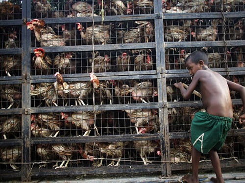 Fresh evidence on rampant misuse of antibiotics in the poultry industry surfaced on Wednesday as Delhi-based NGO Centre for Science and Environment (CSE) found high levels of six antibiotics in 40 per cent of raw chicken samples they analysed. Reuters file photo for representational purpose only
