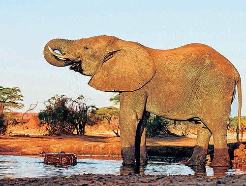 Over the years, the sniffing genes have evolved in the elephants.